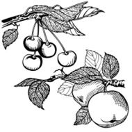 apple and charry