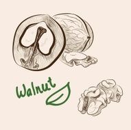 walnut set of vector sketches