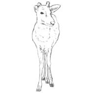 Vector Sketch Dappled Deer