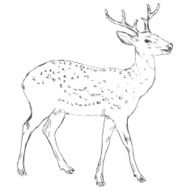 Vector Sketch Dappled Deer N2