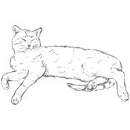 Vector Sketch Lying Cat