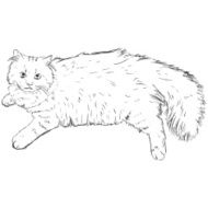 Vector Sketch Cat N5