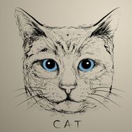 Hand drawn cat