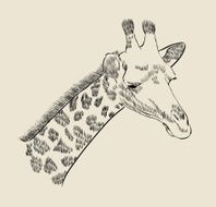 Giraffe N22