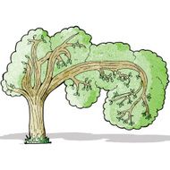 cartoon twisty tree N4