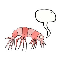cartoon shrimp with speech bubble N40