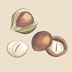 macadamia nuts vector sketches handmade