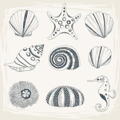 Set of Seashells