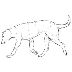 Vector Sketch Dog N3