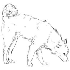 Vector Sketch Dog N4
