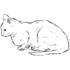 Vector Sketch Cat N4