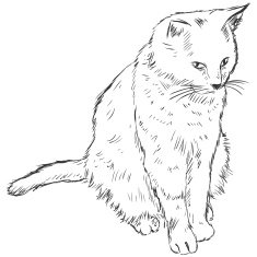 Vector Sketch Cat N8