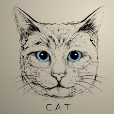 Hand drawn cat