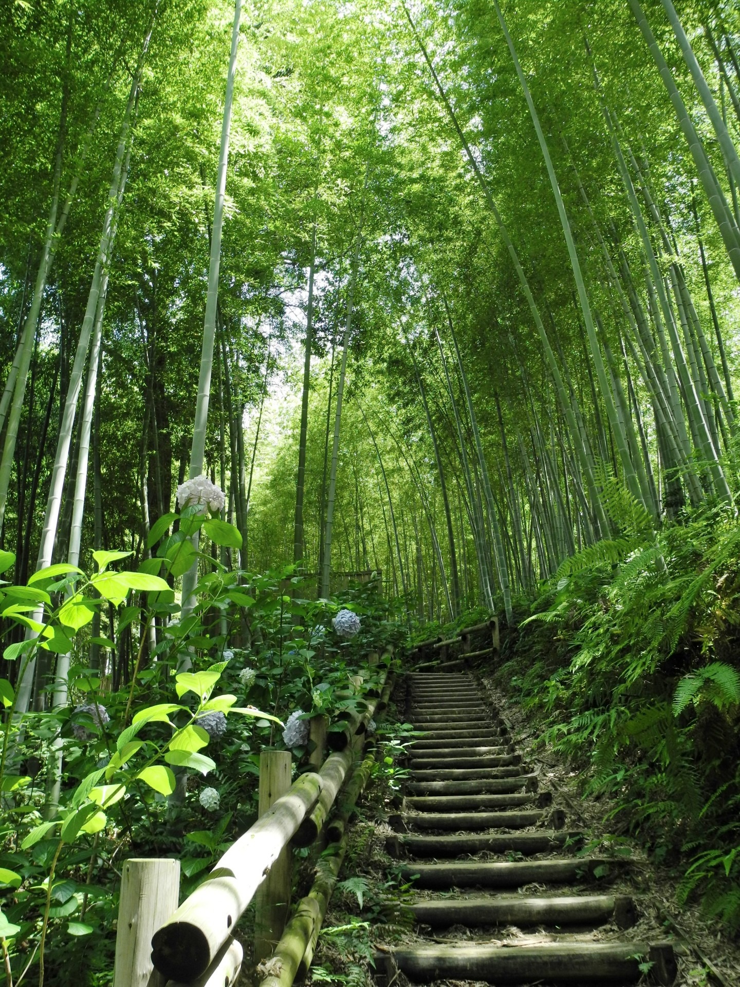 Bamboo japan tree free image download