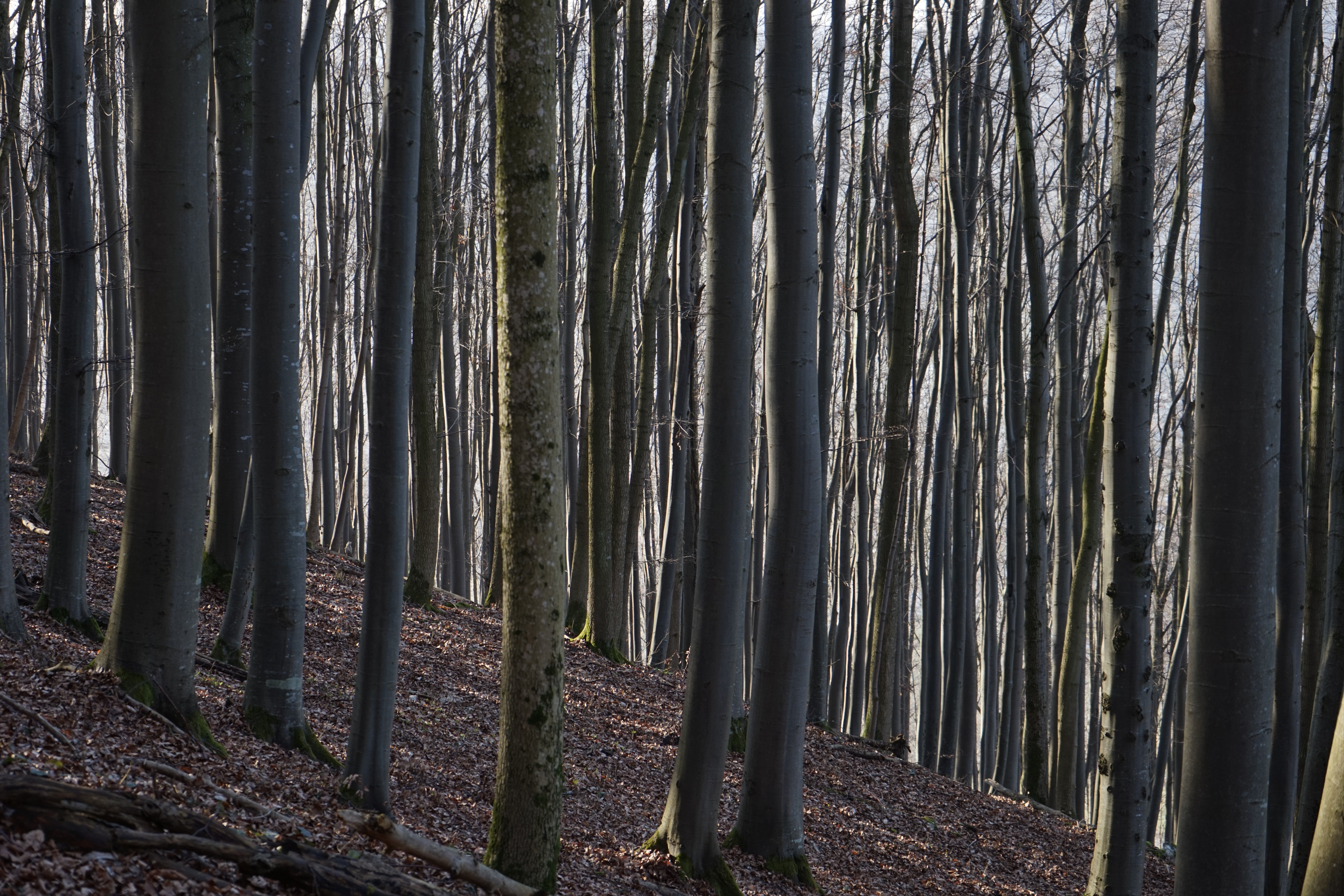 Beech Wood Trees Free Image