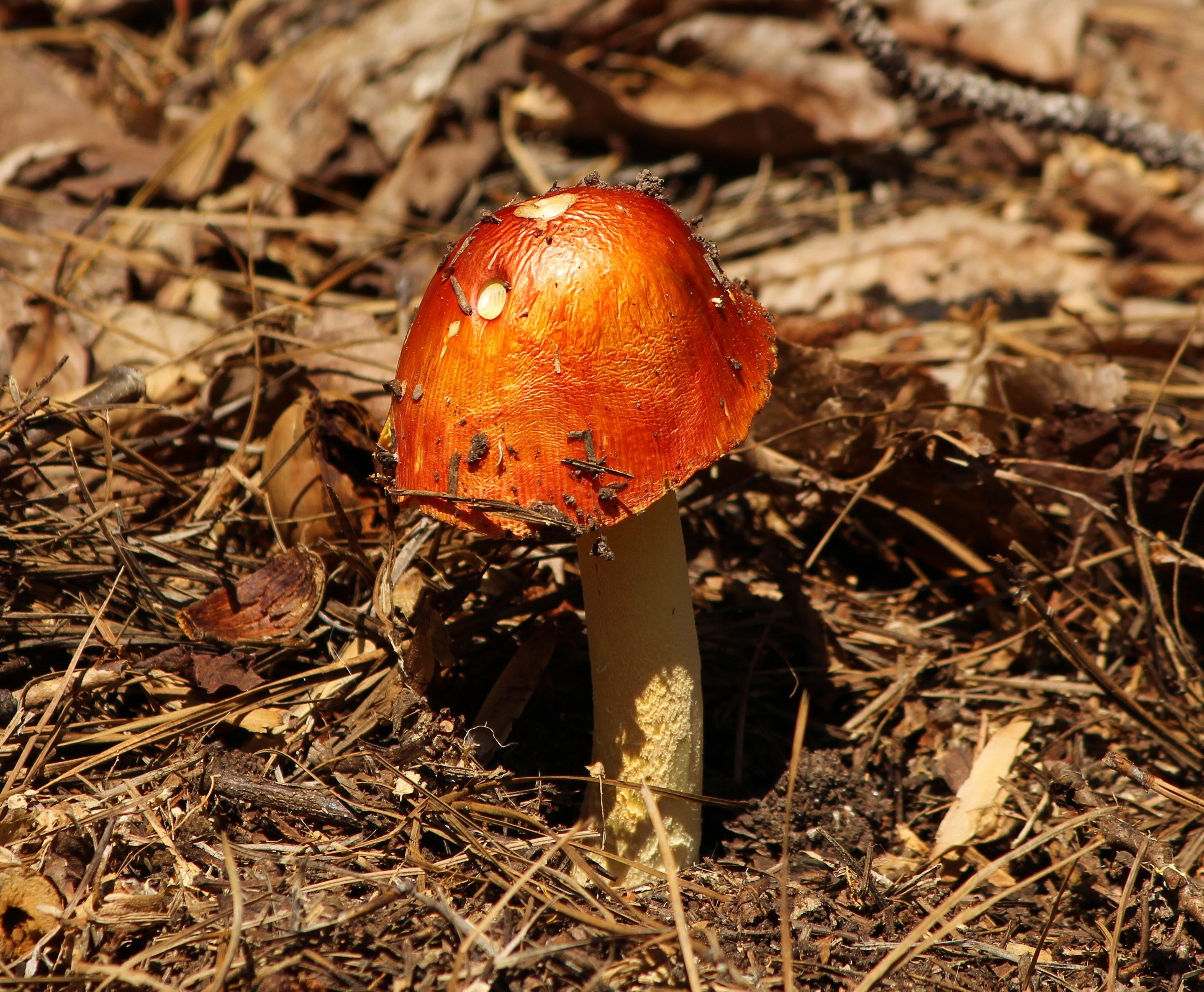 Оранжевый гриб с пятнышками