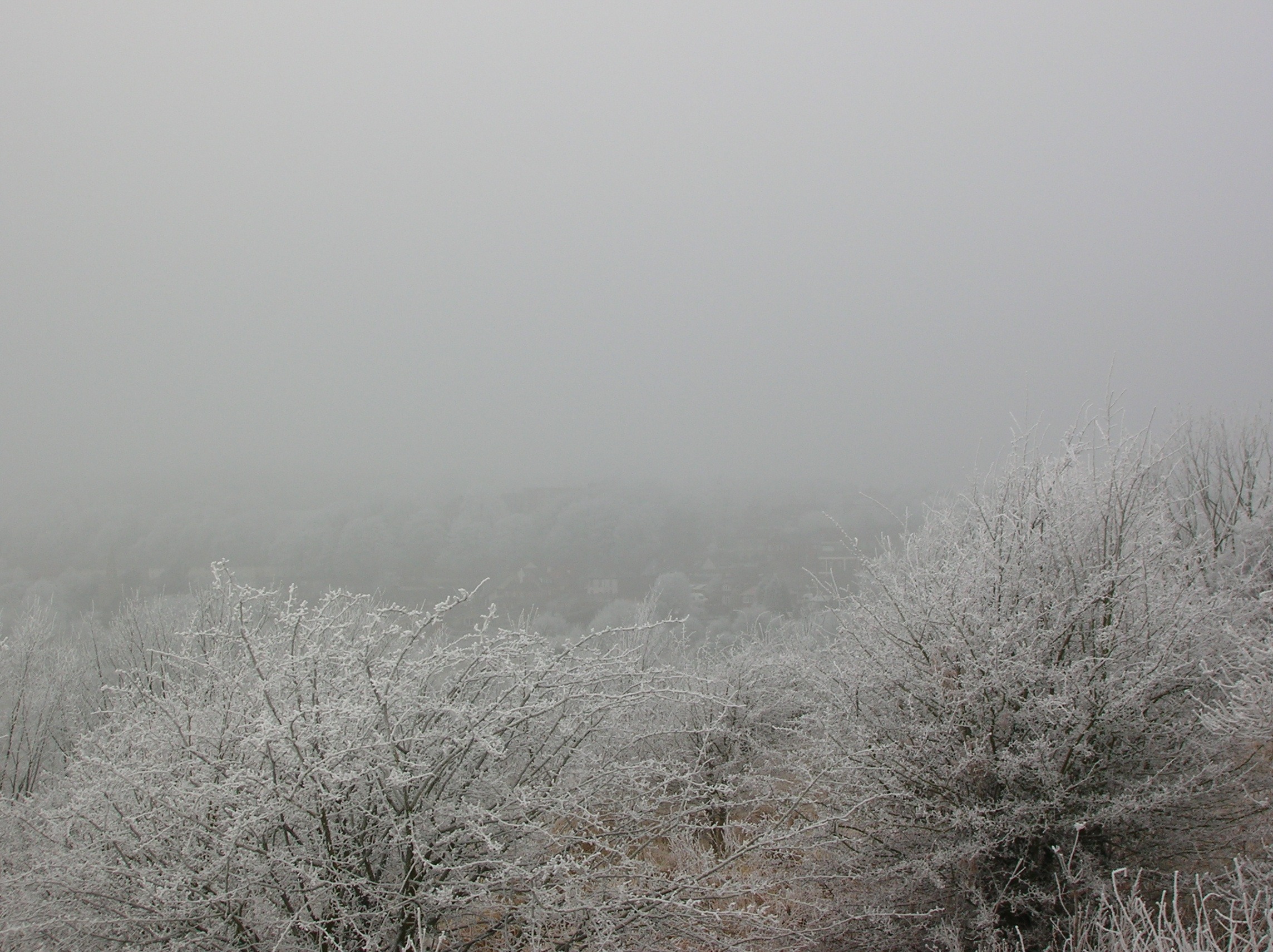 Winter landscape of frozen woods free image download