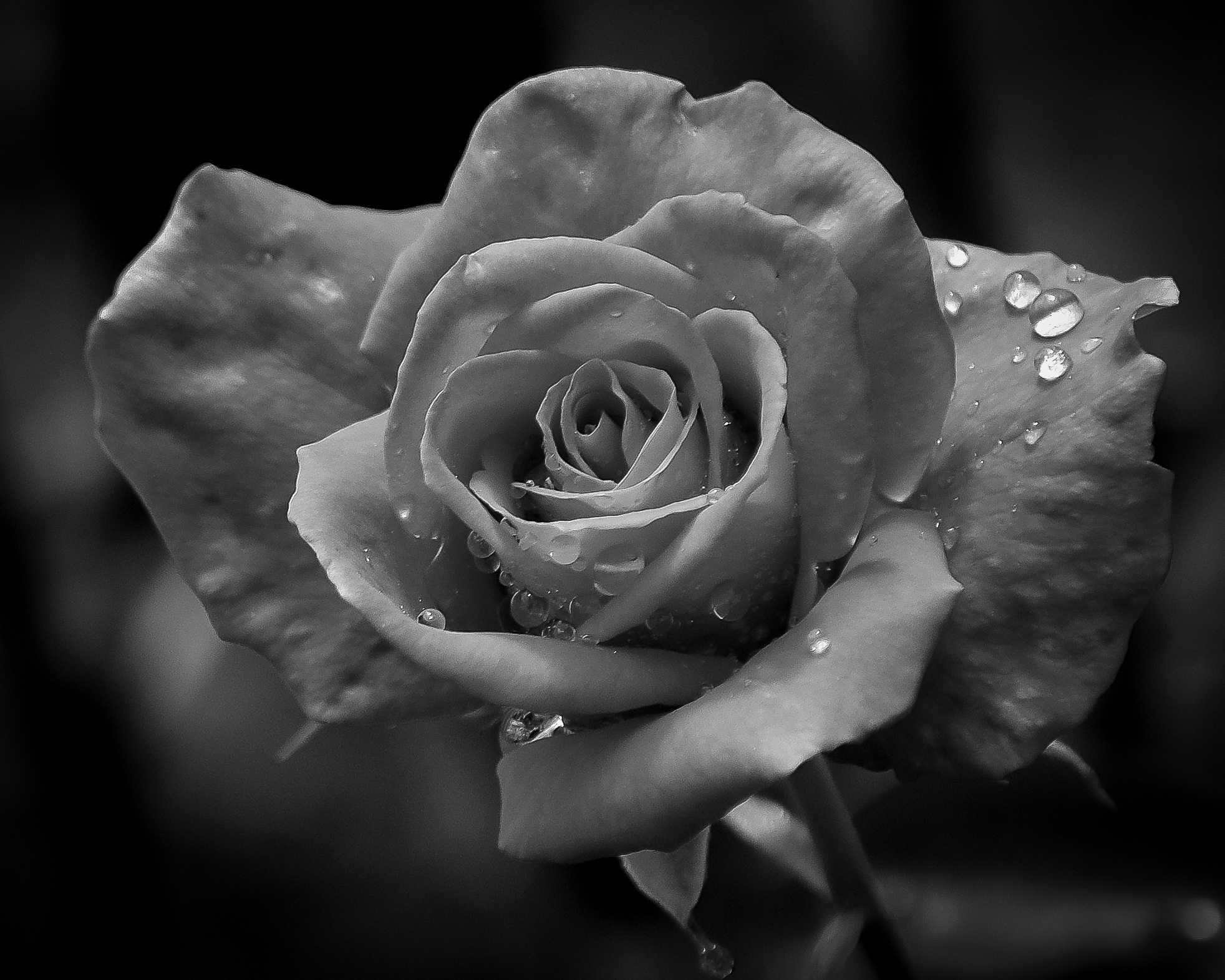 Розы черные серые белые