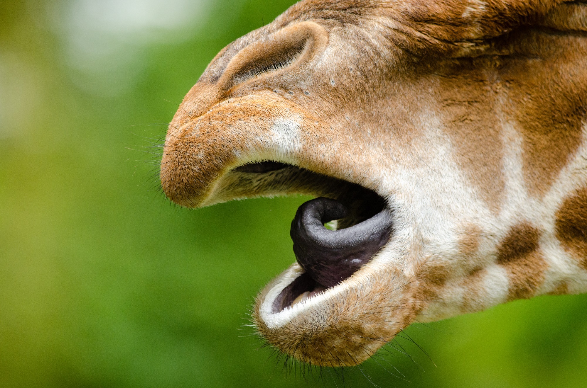 Mouth of the giraffe free image download