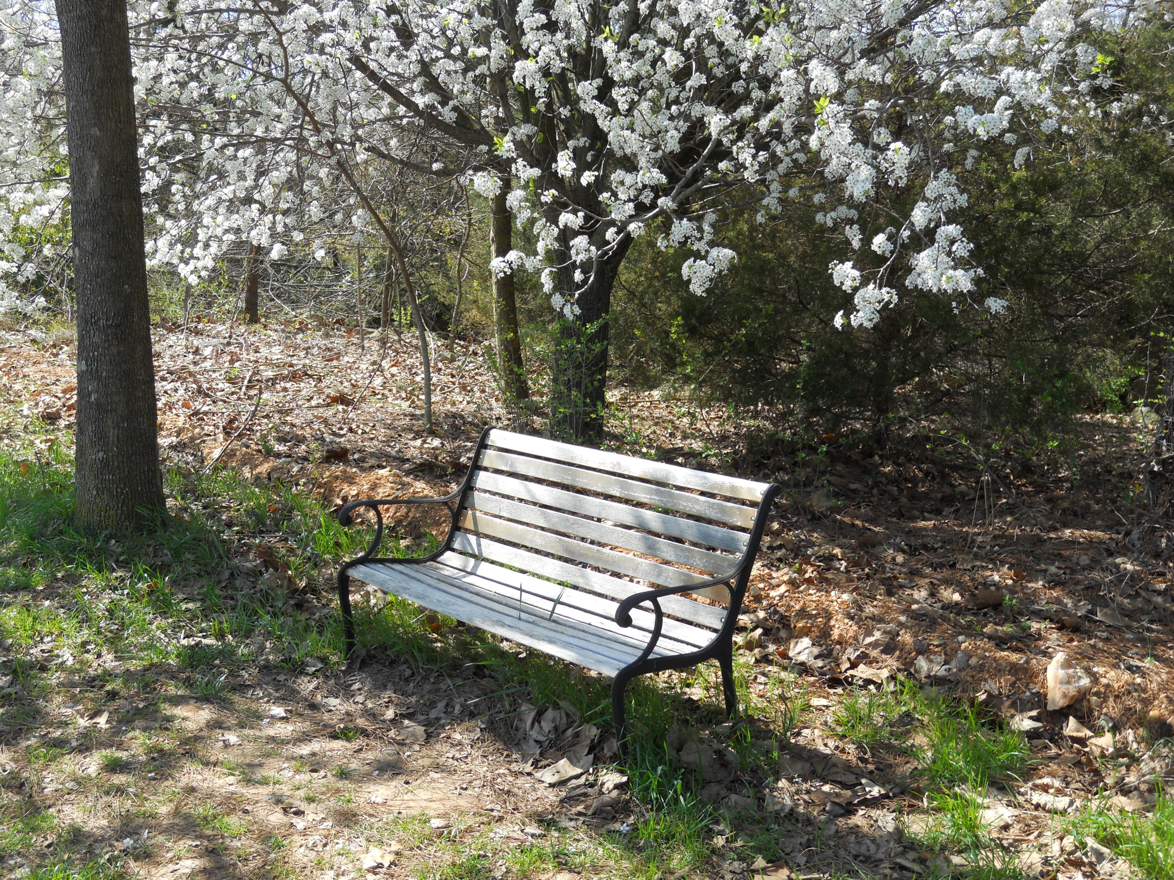 скамейка в парке сташевский