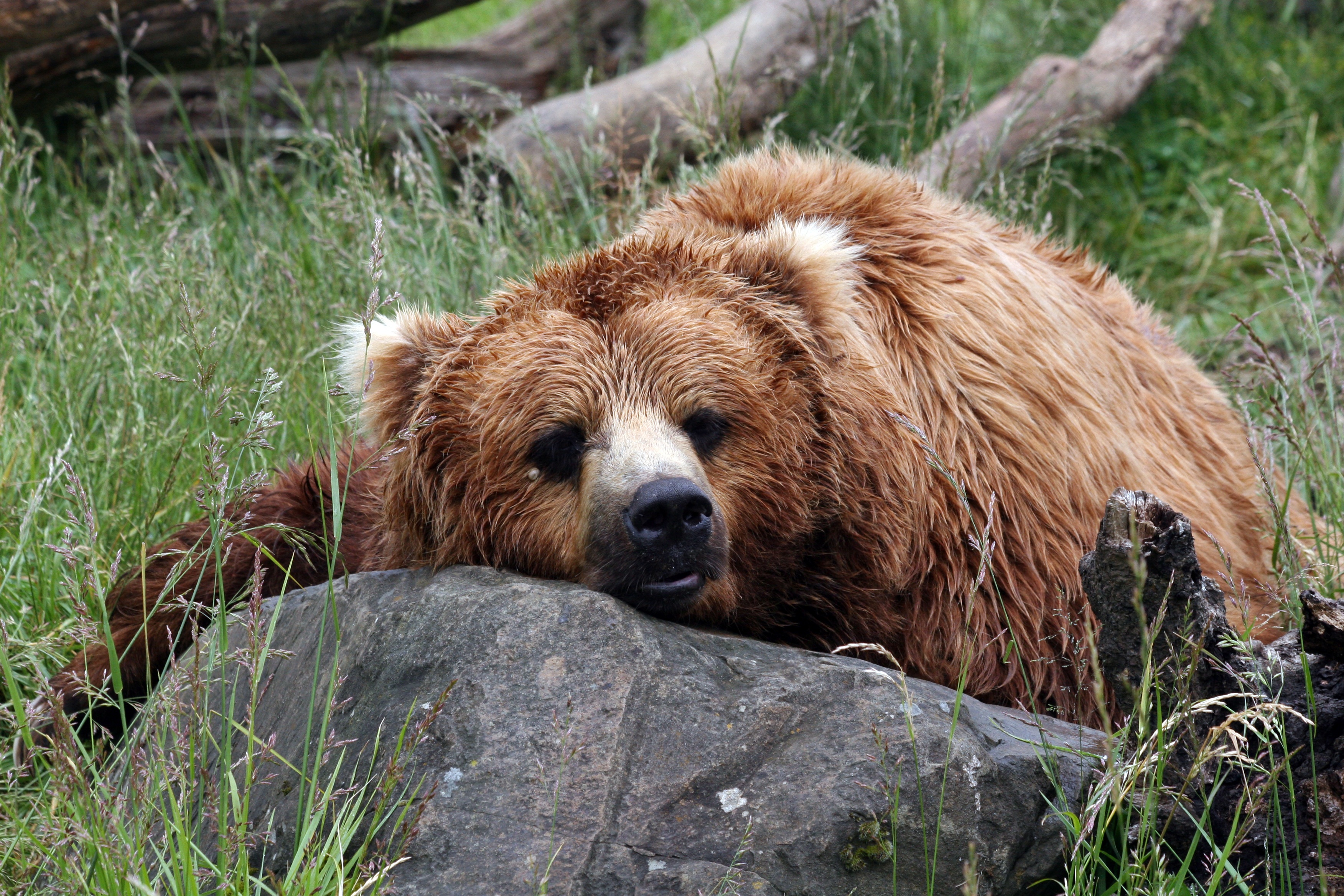 Wildlife in danger. Настоящий медведь. Седой бурый медведь. Бурые медведи в дикой природе. Медвежонок живой.