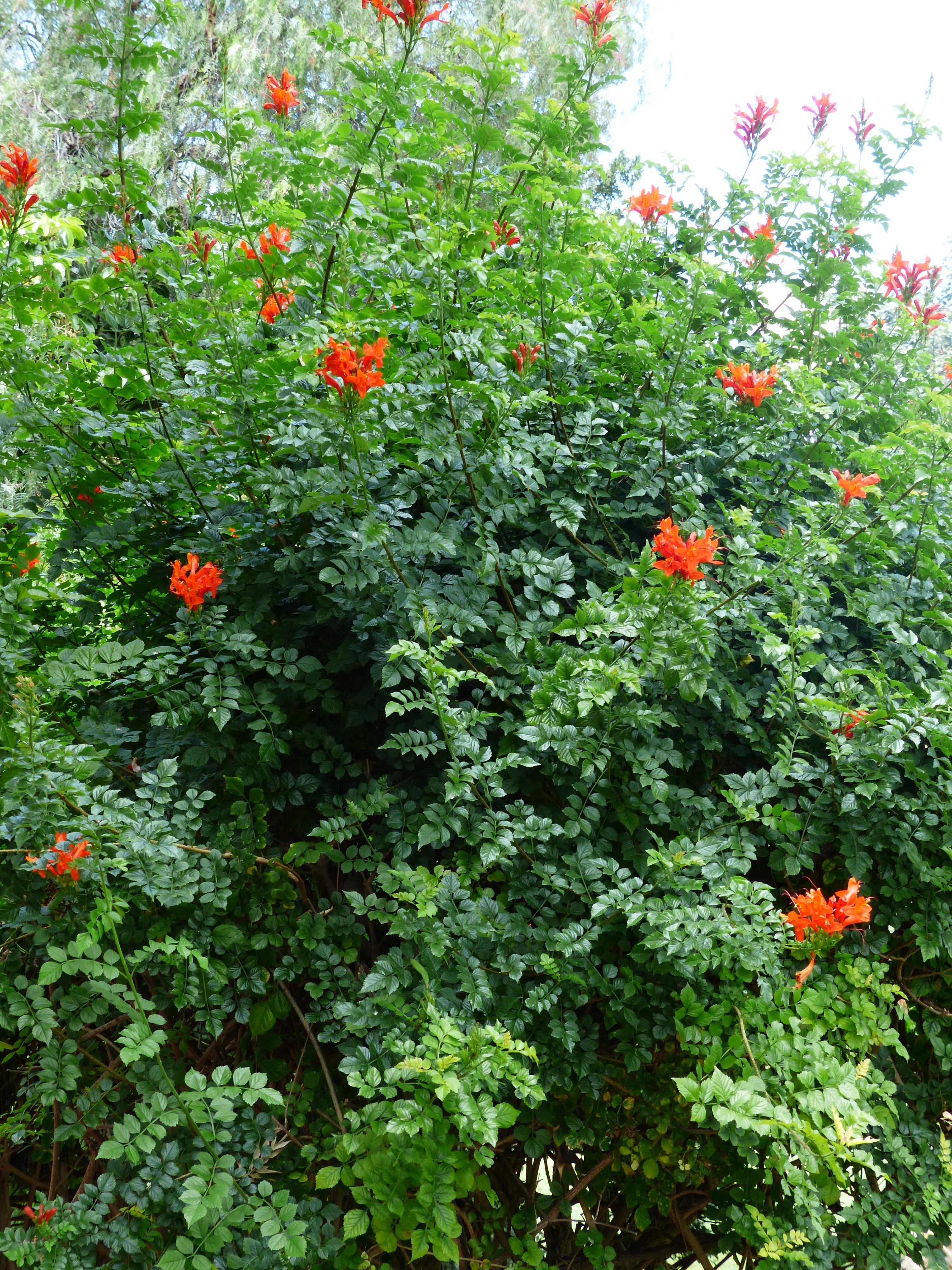 Однолетние кустарники. Куст цветущие Буш. Tecomaria capensis. Буш жимолость. Шиповник вечнозелёный.