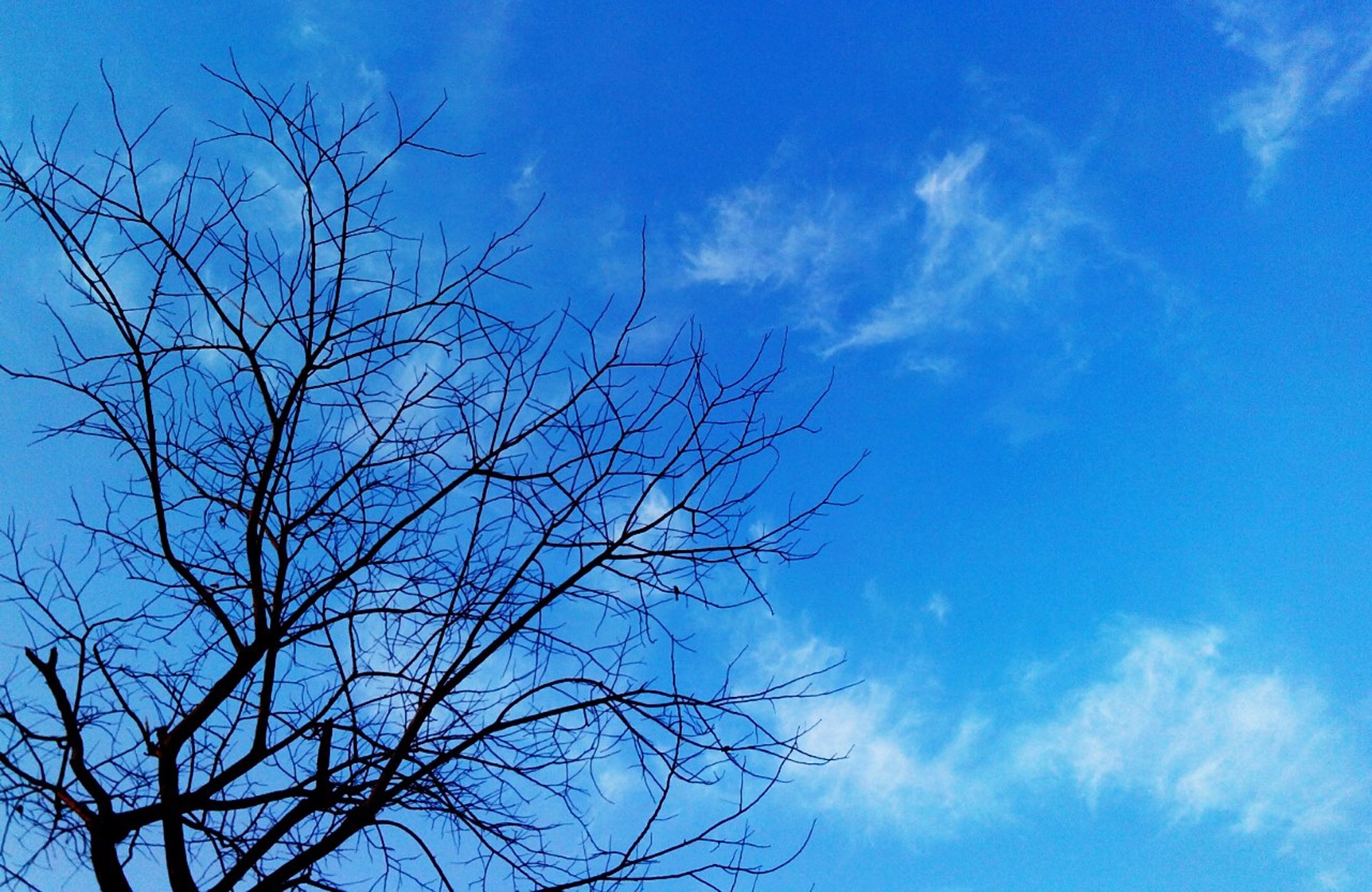 Tree branches and beautiful blue sky free image download