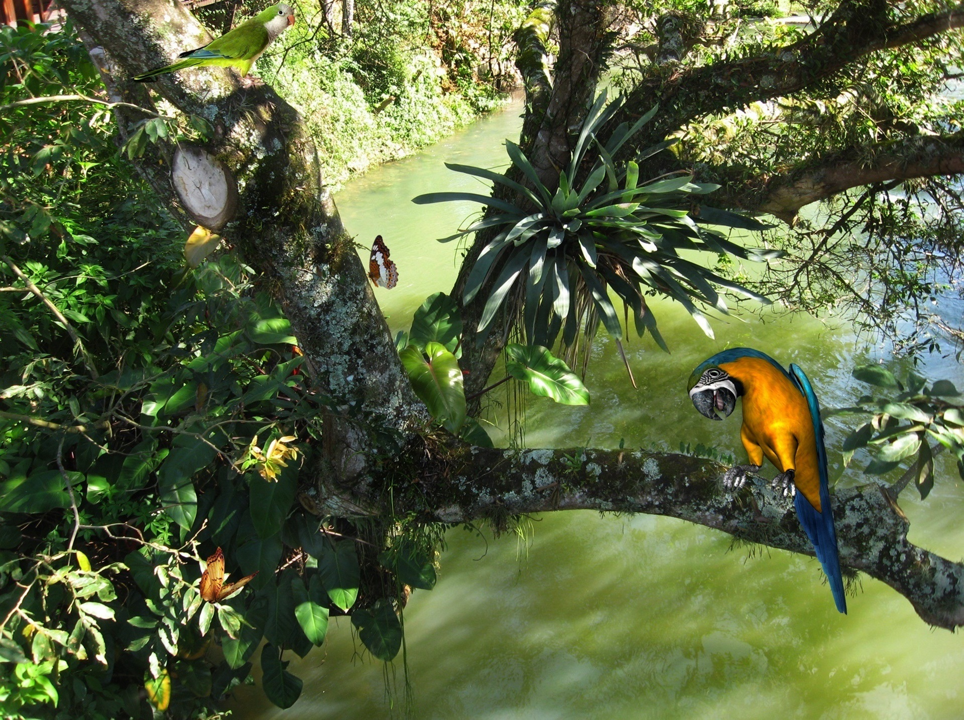 Природный и животный мир южной америки. Сельва Амазон птица. Бразилия тропические леса Сельва. Бразилия тропические леса амазонки обитатели.
