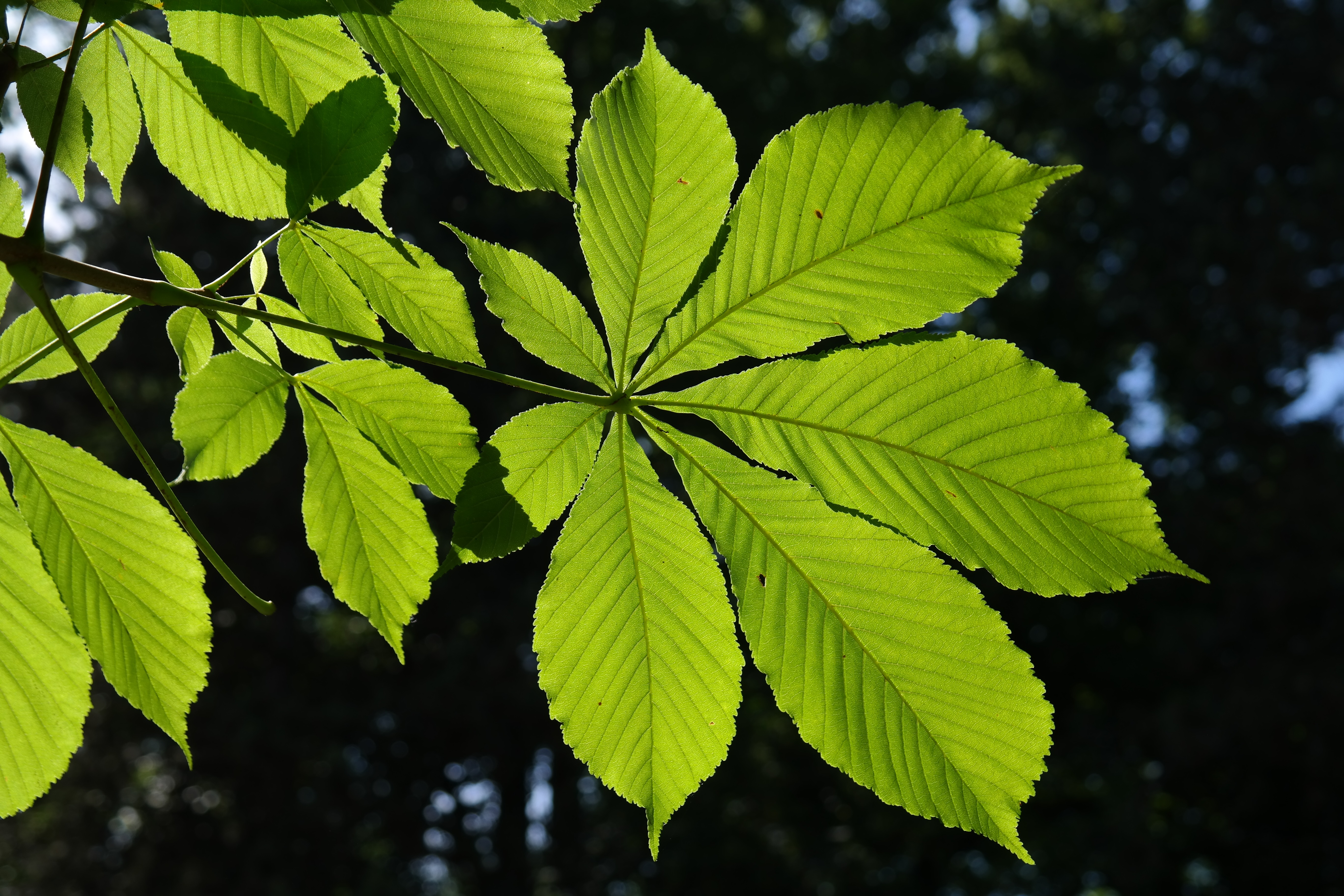 Green Leaves Of Chestnut Free Image