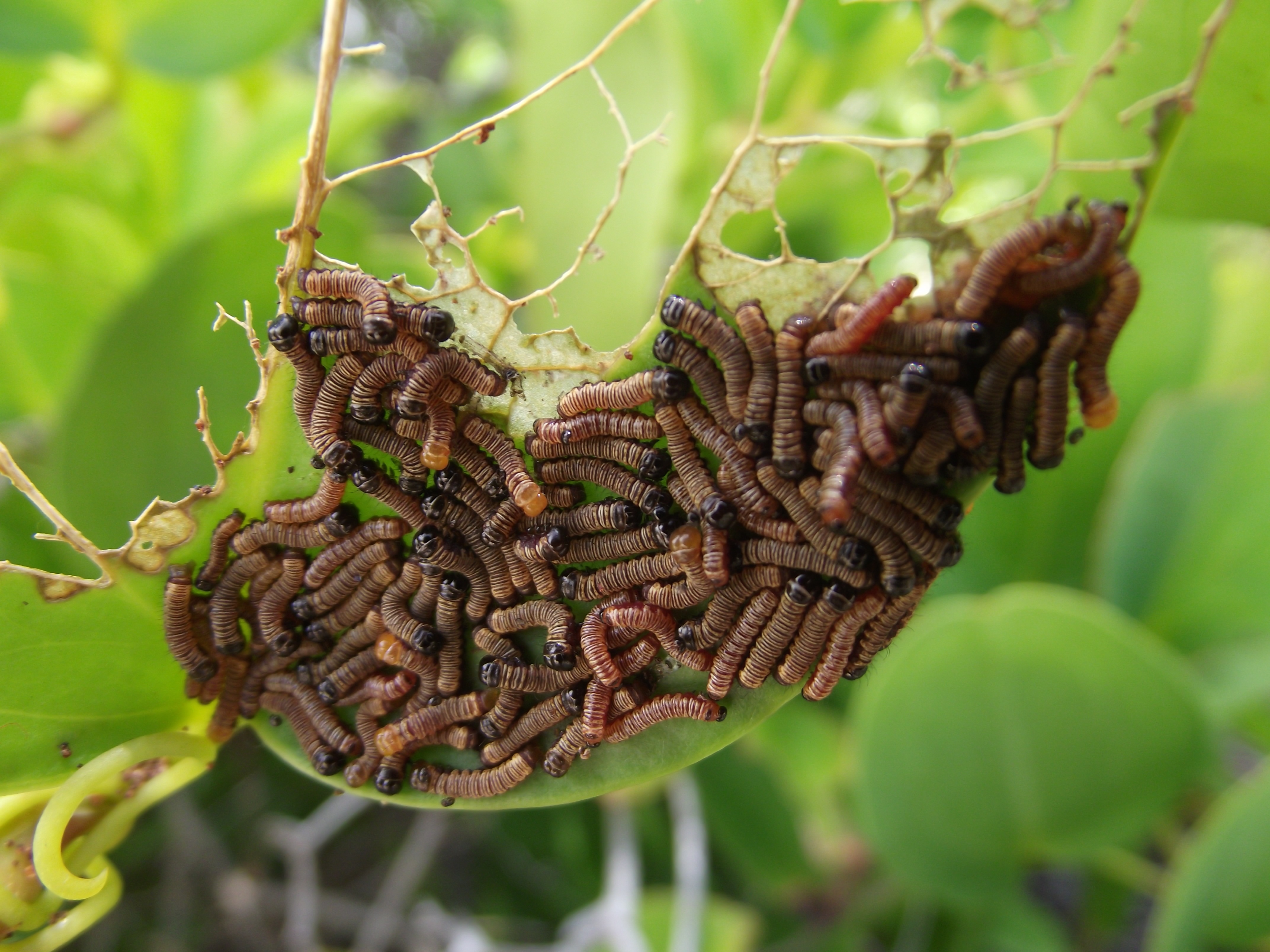 Bunch of worms on green plant free image download