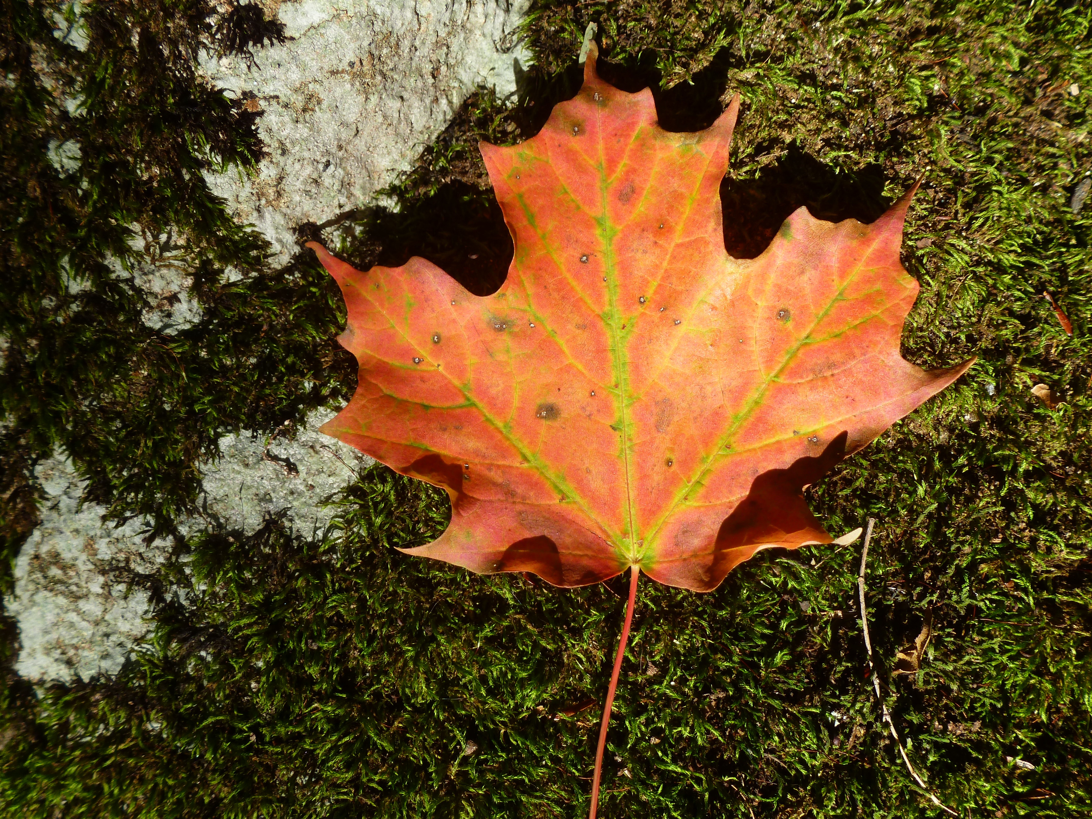 Канадский клен лист