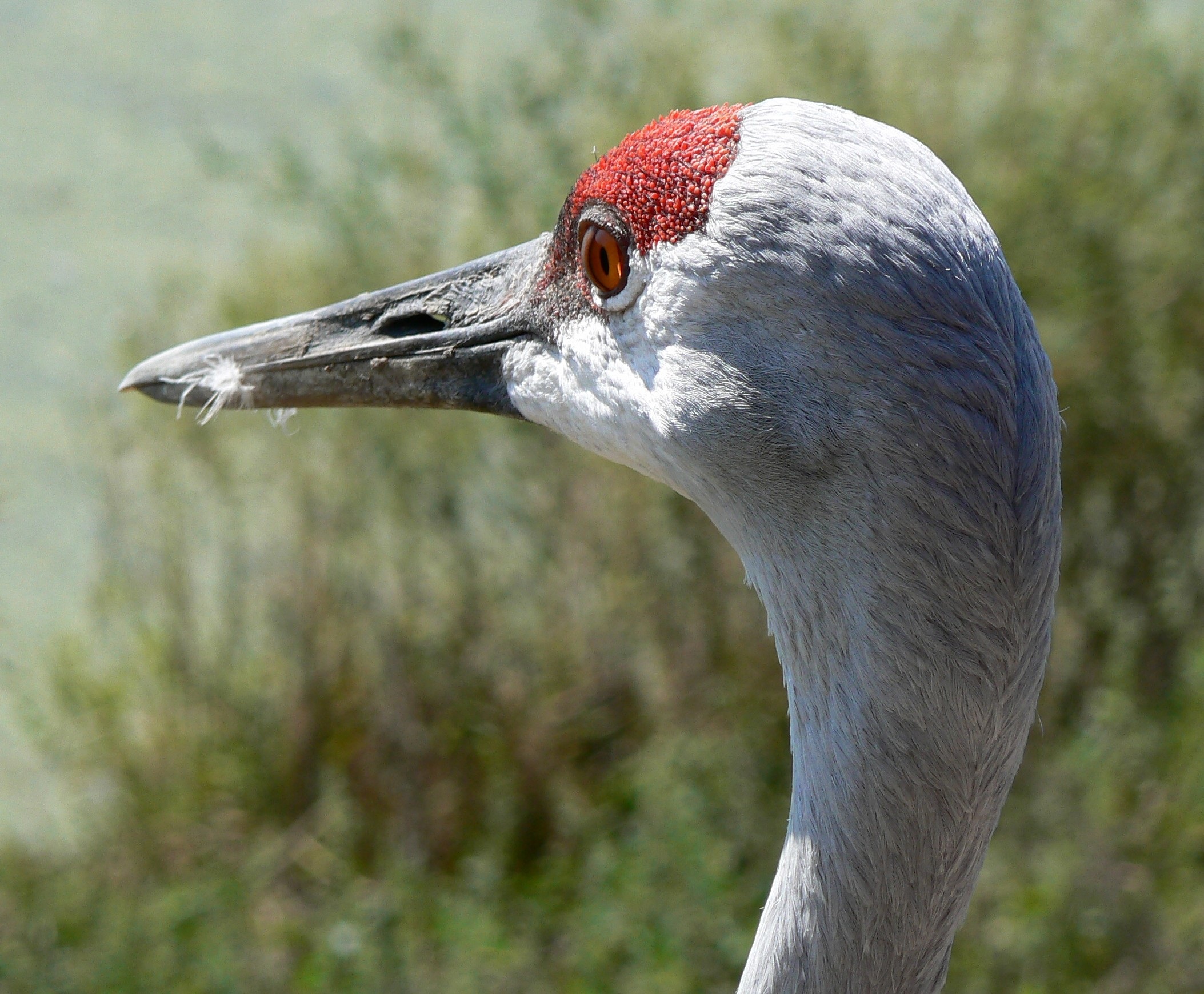 Crane sandhill head free image download