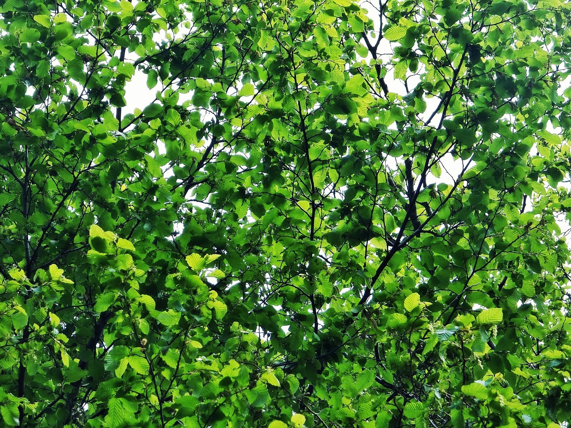 Дерево с зелеными цветами название фото