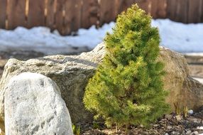 splendiferous fir plant and stones