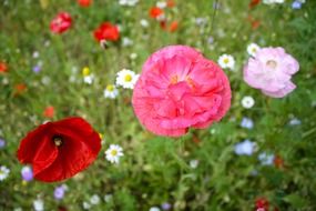 splendiferous poppy flower