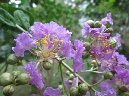 purple flowers on a branch in the garden