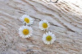 gentle fresh daisy