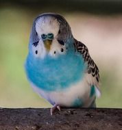 little blue white parrot is sitting on a branch