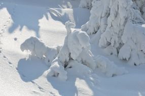 snow on the trees at the foot of the mountains