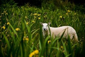 irish lamb on the meadow