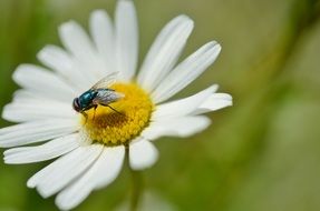 fly sits on the middle of a daisy