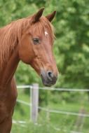 horse in a garden
