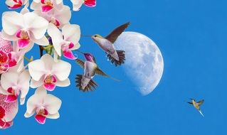 hummingbird among pink orchids against the backdrop of the day moon