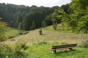 bank in the forest of Swabian alb