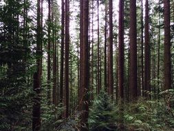 forest with tall and thin woods