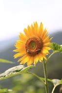 Bees on the beautiful colorful sunflower
