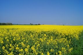 oilseed rape field in summer