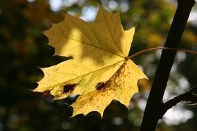 lonely yellow autumn leaf