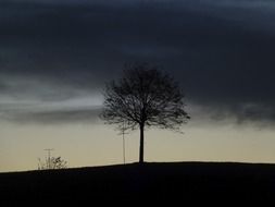 A tree under the evening sky at dusk