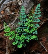 young shoots of fern